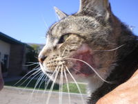Tigger 001